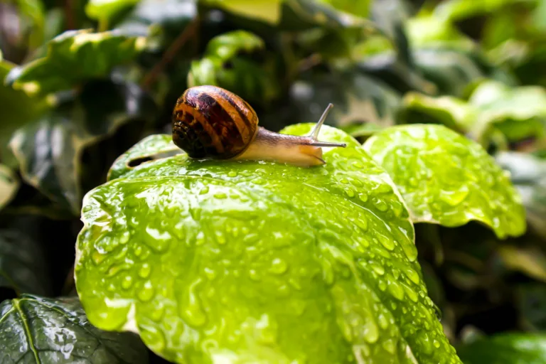 A slow snail gliding across a leaf represents the concept of slow metabolism.